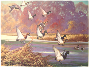 darling ducks landing